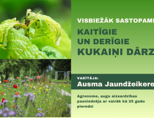 Visbiežāk sastopamie kaitīgie un derīgie kukaiņi dārzā